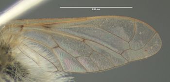 Media type: image;   Entomology 12725 Aspect: wing